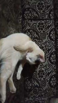 Cat daily routine