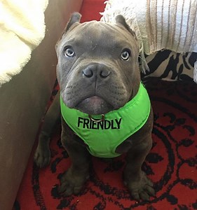 Let others know that your dog is FRIENDLY and likes meeting new friends with our bright green range of FRIENDLY collars, leads, harnesses and coats. Based on the simple traffic light system, but for dogs. | Friendly Dog Collars