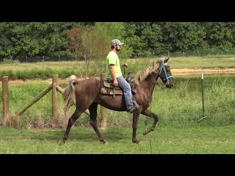 Registered Rocky Mountain Gelding For Sale - Jacob Parks Horsemanship