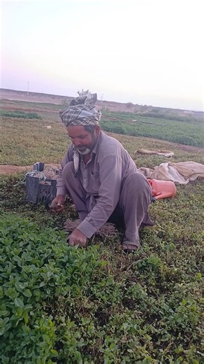 302K views · 10K reactions | 12 year spend in madina have a great full success after long work in saudi arabia #madinhalover #punjabilovermadina #chak223 #madina #villagelife #ajwa #saudivillage #naturelovers #pendubhi #agriculture | Punjabi Lovers | Facebook