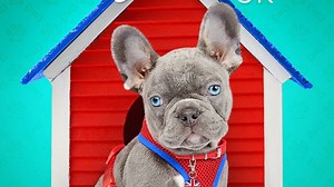 The Dog House: UK Summary, Trailer, Season List, Cast, Where to Watch and More