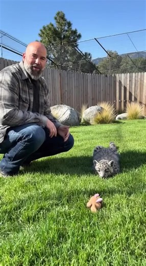 Snow leopard cub loves to pounce on her new toy. #snowleopard #cuteanimals #leopard #bigcats