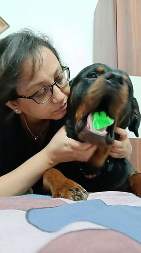 7.1K views · 584 reactions | ❤️ No caption needed ❤️ #iamcoco #coco #coco_rottweiler #cocorottweiler #coco_the_rott #rottweiler #atozaboutdogs #suvrajitdutta #dogreels #dogvideo #dogfunny #viralreels #viralvideo I am COCO | Pawsome Life | Facebook