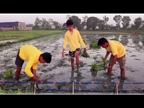 Rice Nursery Preparation and Transplanting...Simplified Dapog Nursery System Part 2