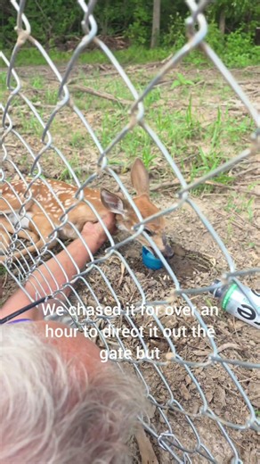 We saved Bambi from certain death trapped inside an empty fenced in 25 acre field. Life is good.