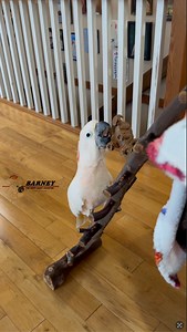 Fun with a little Dinosaur toy! 🐝🦖 #barneythewestcoastcockatoo #cockatoo | Barney the West Coast Cockatoo