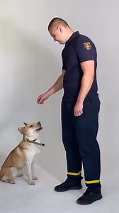 🐾 Ukrainian rescuers teamed up with the Cherkasy Society for the Protection of Animals for a special calendar shoot — and the result is pure heart. Every tail deserves a loving home ❤️‍🩹 Video: no_name_studiio / Instagram | Ukraine.ua