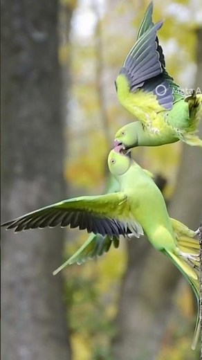 Green Parrot's Fighting 😱