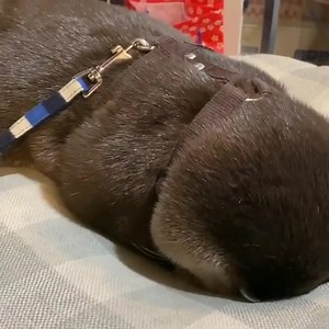 hoy no hay meme admin triste asies | Nutrias Haciendo Cosas