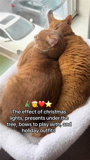 Peppermint condition babe #orangecat #christmas #catsoftiktok #catlover | Cashie&Almond
