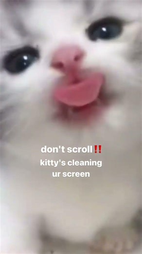 "don't scroll kitty's cleaning your screen" #cute #funny #kitten