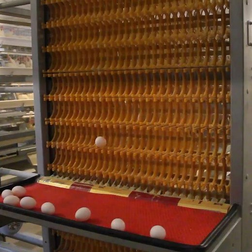 This elevator specializes in carefully transporting eggs. 🍳 http://www.great-farm.com/ | Cheddar Gadgets