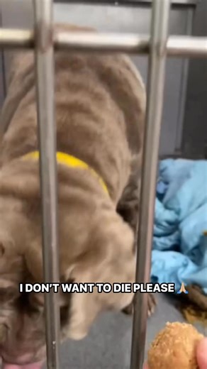 💔 LAST CALL. SCHEDULED FOR EUTH 💔On Feb 8th , a big boy (127lbs cane corso x lab) with a smooshy face named Sherman was picked up as a stray by SEAACA Shelter. He entered the shelter scared however Sherman has proven to be gentle w/ staff and volunteers. He is able to be handled, and take treats delicately. I’m saddened no one has yet come to save him. Although Sherman has only been at the shelter for a few very short days, he is scheduled for euthanasia , 2/08 at 2pm due to having skin issues