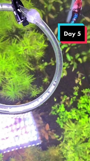 ShrimpDude on TikTok