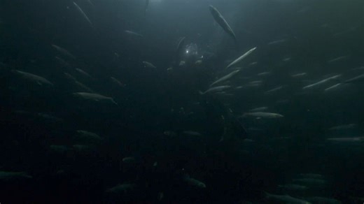 A mullet to the nuggets. Can anyone beat this for the oddest accident at work? | Steve Backshall