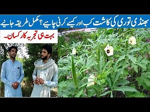 ladyfinger farming in Pakistan,How To Grow Ladyfinger/bhindi farming,complete Farming Tips