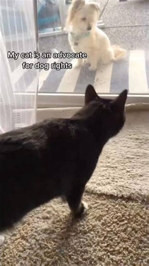 How to talk to a cat? I use a cat translator #cat #translator #talk #app #funny