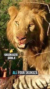 Mapogo Vs Skukuza Clash | Early Nomadic Life Ep1 #krugernationalpark #sabisands #lion #majingilane