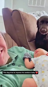 Since yall loved the last video so much this one is to cute ♡ #dogs #babies #cutenessoverload #lovelife | Mindy Sue