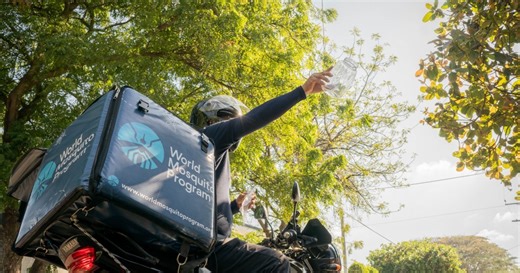 Wolbachia: ¿cómo una bacteria puede ayudar a controlar el dengue? - La Prensa Gráfica