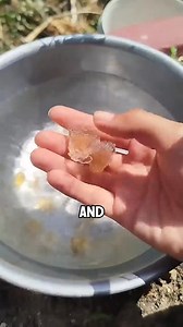 The_tree_sap_that_looks_like_edible_bird’s_nest | Willow Gale