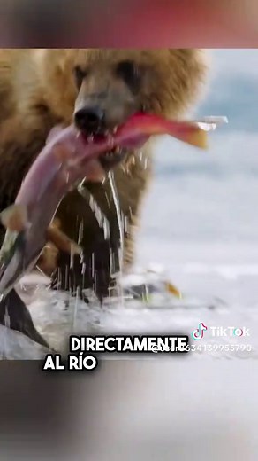 Por qué los osos comen solo lo mejor del salmón
