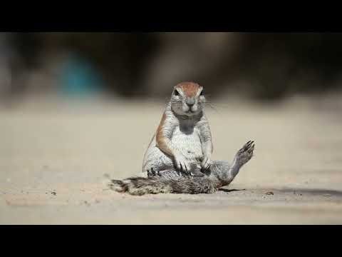 NINJA VANISH PRODUCTIONS