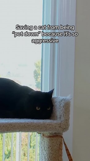 Avoiding Aggression: How to Save and Tame a Naughty Cat