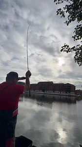 Look at the size of that! Andy Neal fishing the Cardiff Docks and hooks into something big on the feeder. #baittech | Bait-Tech