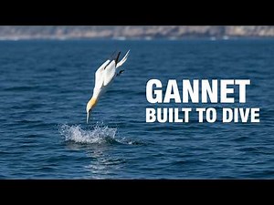 Gannet Hunting: The Ocean's Most Specialized Predator