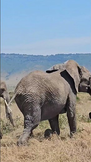 Elephants Trumpeting!