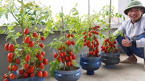 288K views · 10K reactions | Maximize Your Tomato Yield with This Surprising Technique | Balcony Garden Ideas | Facebook