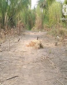 3M views · 21K reactions | Amazing Bird Trap Videos 2024.. | Anymouse | Facebook