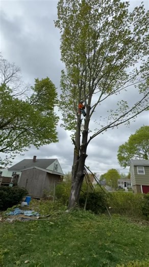 #treeremoval #viral #fyp #ma 🌲