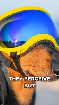 Dogs Live in a Completely Different Visual World #DogSecrets #PetFacts #AnimalBehavior