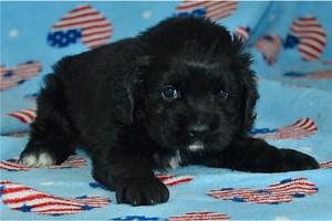 Honey - Cocker Spaniel Puppy 17046E
