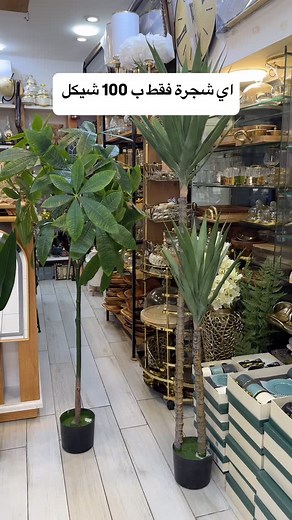 67 reactions | اي شجرة فقط ب 100 شيكل   عنوانا نابلس شارع سفيان عمارة التاج/ الشنتير سابقاً بجانب مكتب تكسي الجامعة | كت كات للتحف والهدايا Kit kat | Facebook