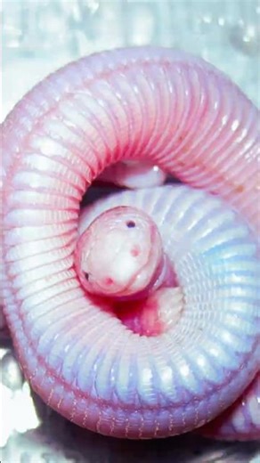 Part Lizard, Part Worm, Part Snake – Mexican Mole Lizard