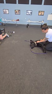 9.2K views · 150 reactions | Teaching massage techniques for behavioral dogs to our Train the Trainer 2.0 students! Massage (not typical massage for sore muscles) is highly valuable for calming the nervous system in fearful, anxious, reactive, and aggressive dogs. Want to attend our Train the Trainer courses? Visit methodk9.com #dogmassage #dogschool #dogtrainer #dogtraining #nextgeneration | Method K9 | Facebook