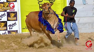 14 reactions · 32 shares | The Wait is Overrr Now FOLKS  آؤ آج پھر...