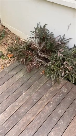 Breeding season is going to be wild! How crazy is this! Two big male carpet pythons are fighting, and one falls out of the roof! | Myiphoneอุดรธานี มือถือแบรนด์แท้ ราคาถูกสุดในประเทศ