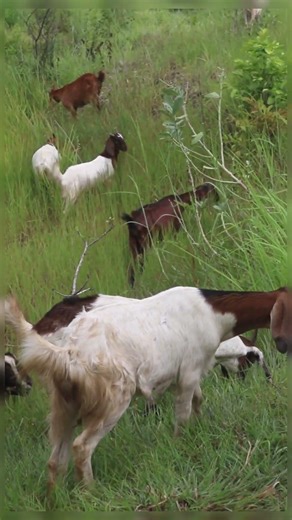 Welcome to KH Goat2026$ Easy Goat Farming Tips #goat #beautifullgoats #goathusbandry