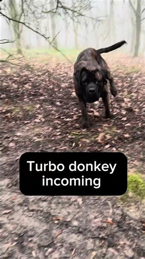 Just a normal walk with Moose..until the intrusive thoughts win #fyp #canecorso #bigdog #dog #dogs