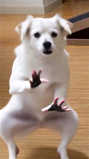 Funny Dogs Dance (New Year) 😂 #dog #puppy #dogdance #puppydance