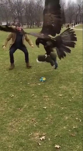 Eagle Tries to Lift Toddler Before Father Rushes In😱