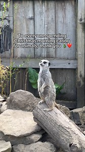 On Christmas morning, while we’re unwrapping gifts… animal care workers are already caring for the animals who need them 🐾🎄 To every vet, zookeeper, stable hand and rescue volunteer, thank you. Your work doesn’t pause for the holidays, and we appreciate all you do. ❤️ Tag an animal care worker who deserves this shout-out 👇 #UnsungHeroes #AnimalWelfare #AnimalCare #ChristmasWork #ThankYou | Indeed