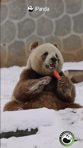 Panda Chat Group: Panda's Winter Wish List! | iPanda #shorts
