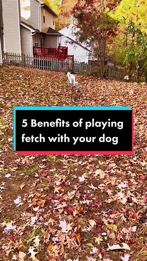5 benefits of playing fetch with your dog #fetchdog #dogtrainertips #dogparenttips #playwithyourdog #doodlesoftiktok #dogtrainingadvice