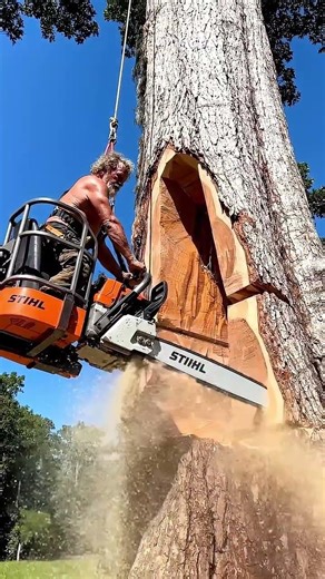 old man trying to cut down a big tree #fyp #chainsaw #chainsawman #wood #woodworking #tree