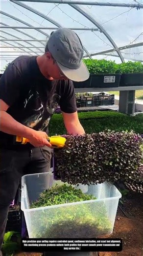 Efficient Microgreens Harvesting and Trimming Process Inside Greenhouse